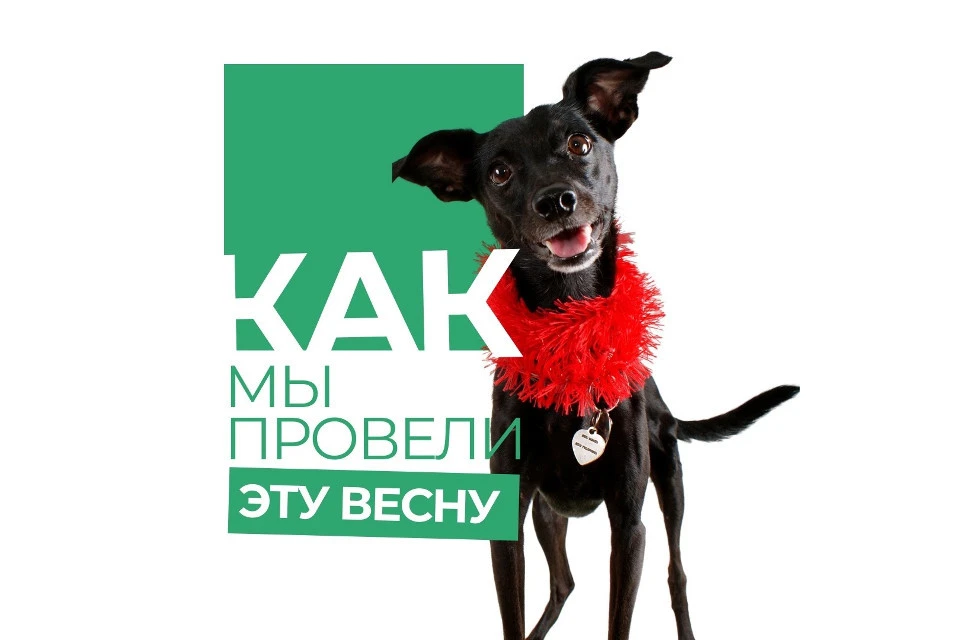 Тверская "Инициативная группа по защите животных" поделилась результатами своей деятельности за весну. Фото: VK/Инициативная группа по защите животных