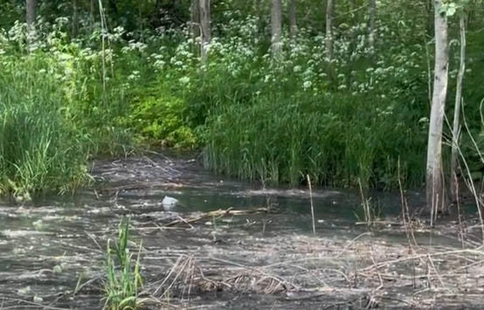 В поселке Бурмакино образовался пруд канализационных стоков. Кадры с видео Елены Кузнецовой