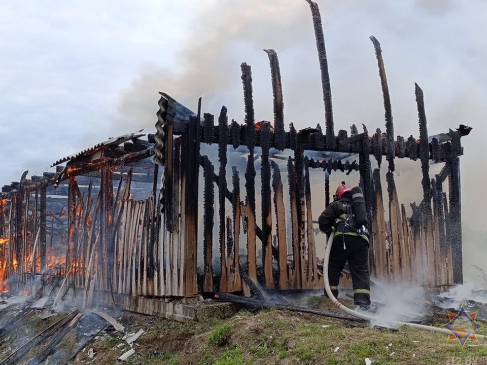 29 телят сгорели при пожаре в телятнике Толочинского райагросервиса. Фото: mchs.gov.by