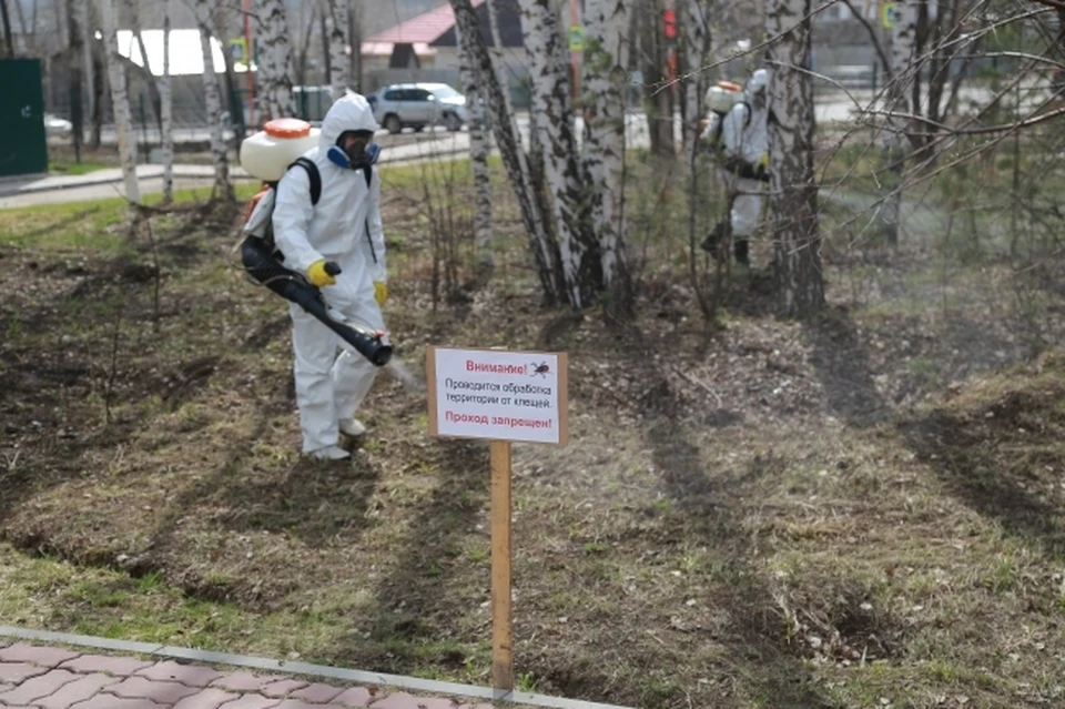 До 12.00 в парке Прибрежном в Заволжье будут проводить обработку от клещей. Фото архив КП