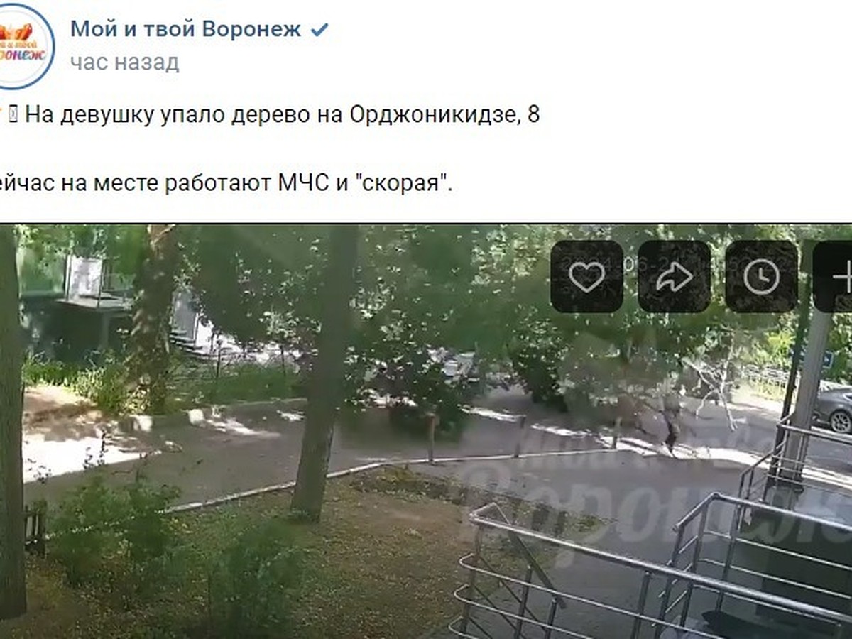 В центре Воронежа на девушку упало дерево - KP.RU