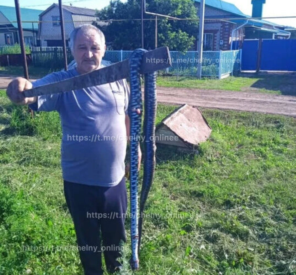 В Татарстане в деревне поймали трехметровую гадюку - KP.RU