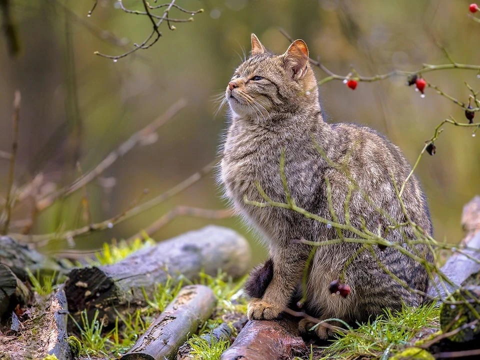 Забрать котика может любой ответственный родитель. Фото: elements.envato