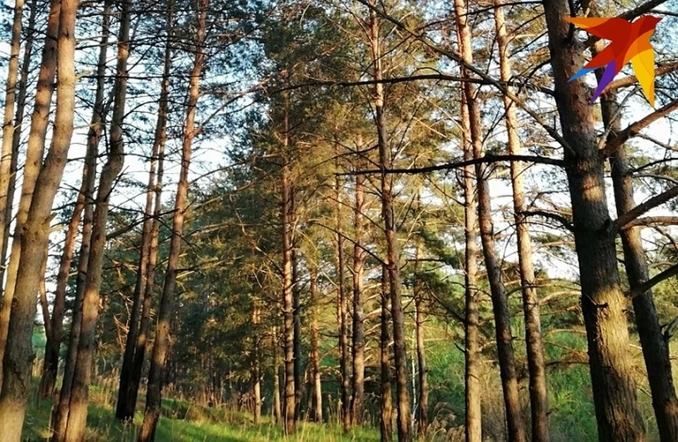 Турбаза, которую продают за 80 млн рублей, расположена в сосновом лесу.