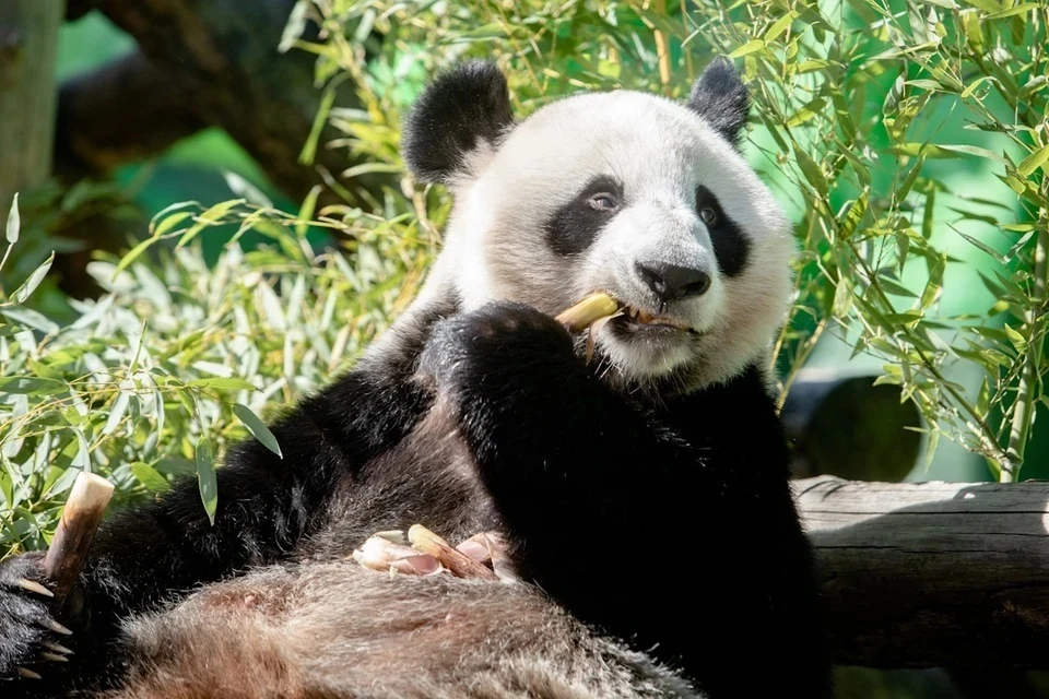 Панды отлично себя чувствуют и с удовольствием едят бамбук