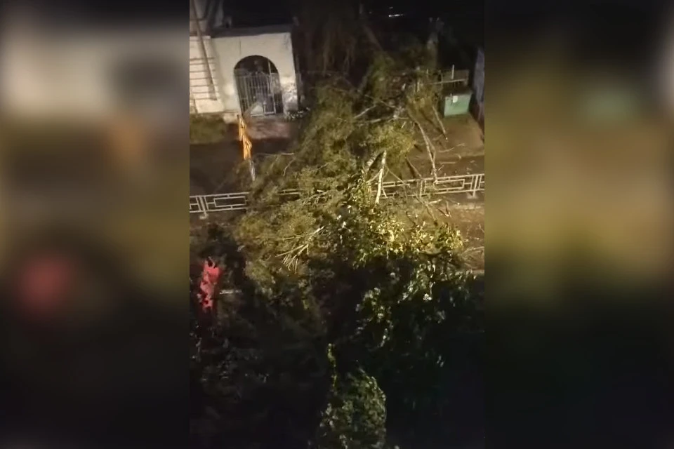 В Пролетарском районе Твери из-за сильного ветра на дорогу упало дерево. Фото: VK/ПОДСЛУШАНО У ВОДИТЕЛЕЙ. ТВЕРЬ/Константин Штурман