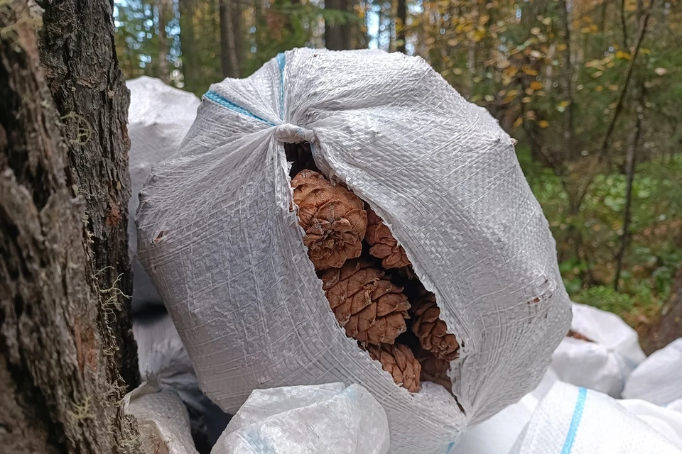 В Новосибирске создали суперконденсатор из кедрового ореха