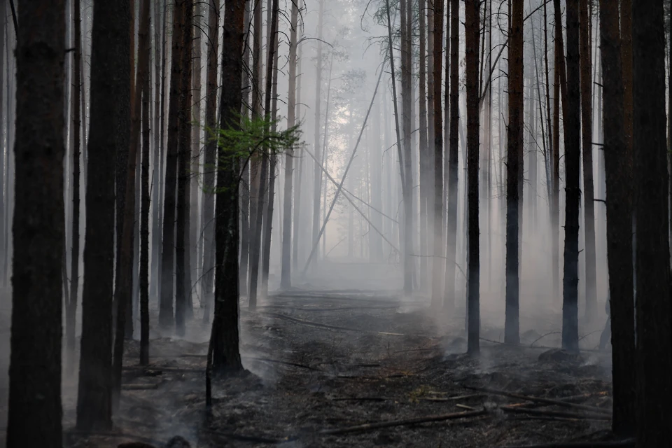 Череп нашли в лесу.