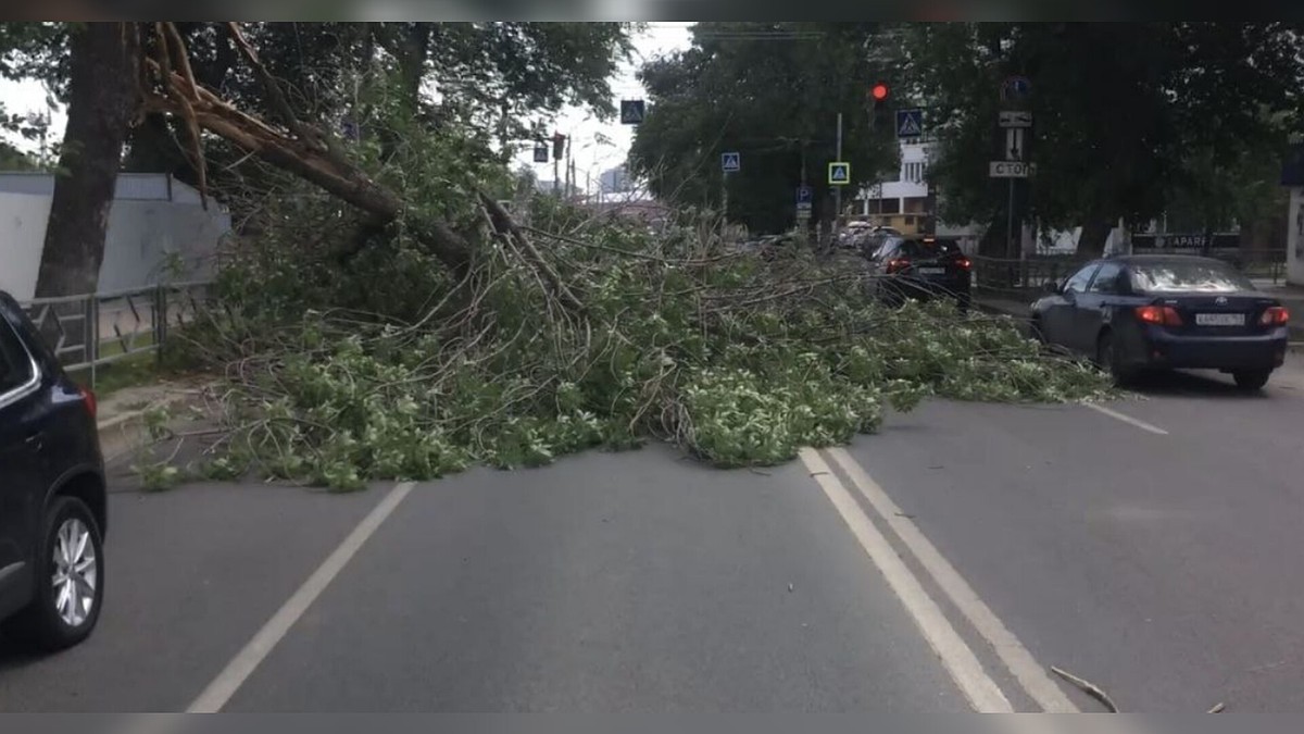 В Самаре на улице Маяковского на оживленную дорогу рухнуло дерево - KP.RU