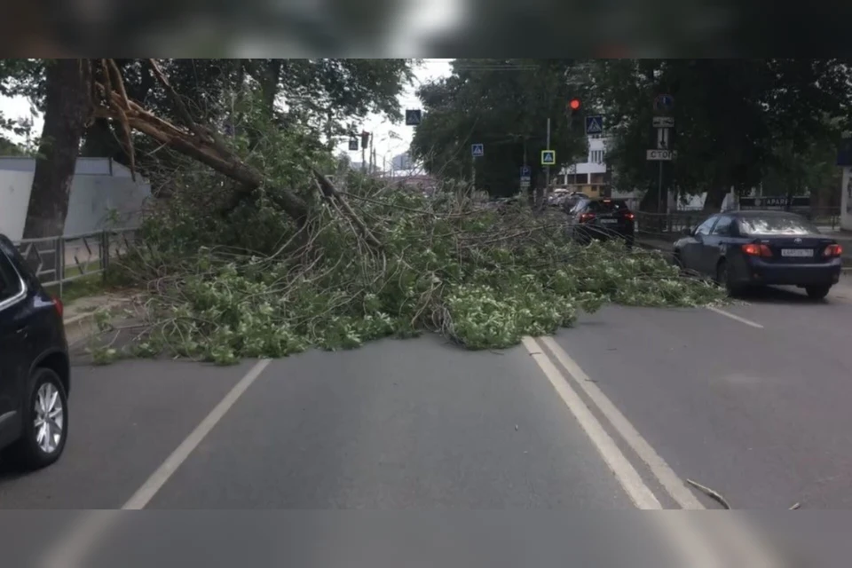 Упавшее дерево заблокировало движение транспорта на Маяковской