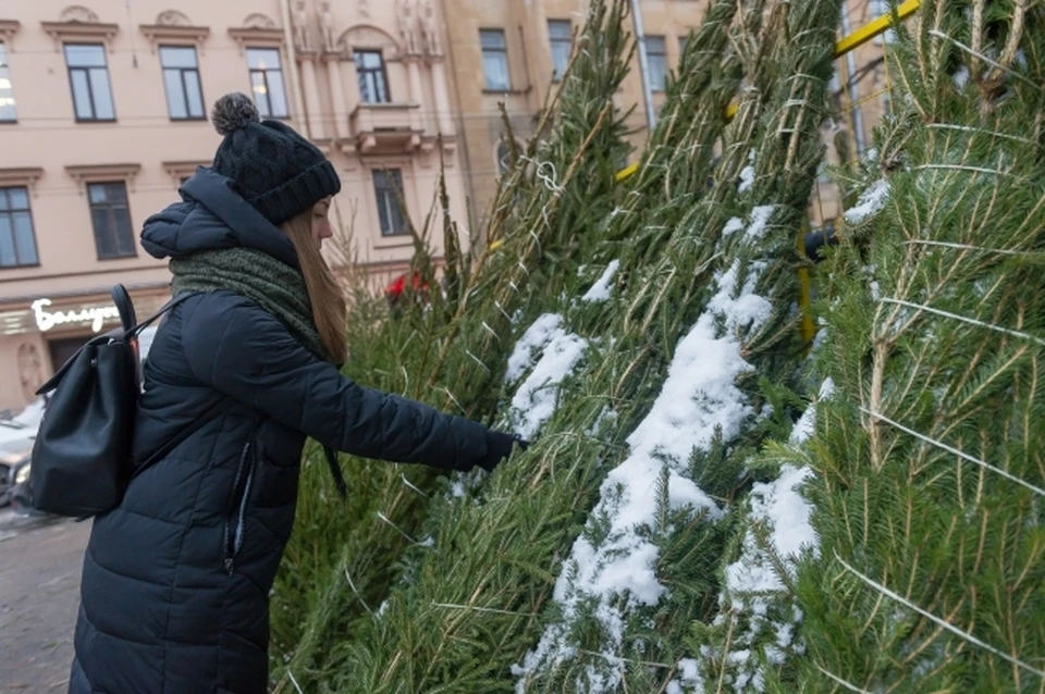 Жителей Хабаровска осудят за рубку деревьев для Нового года