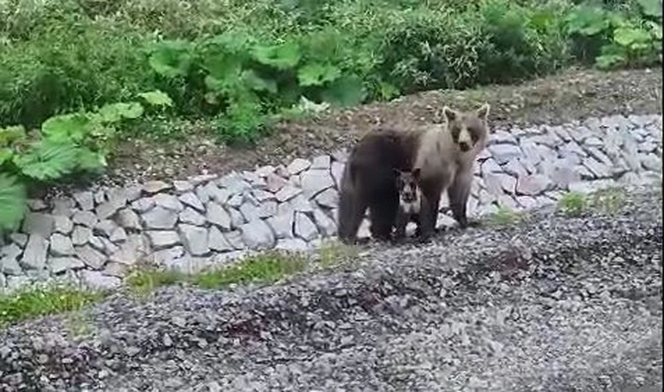 Фото: стоп-кадр видео