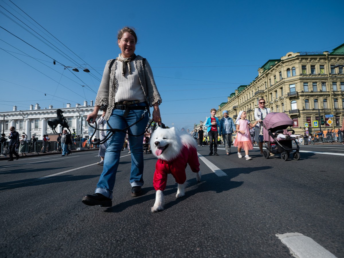 Обязательные курсы по дрессировке домашних собак хотят ввести в Петербурге  - KP.RU