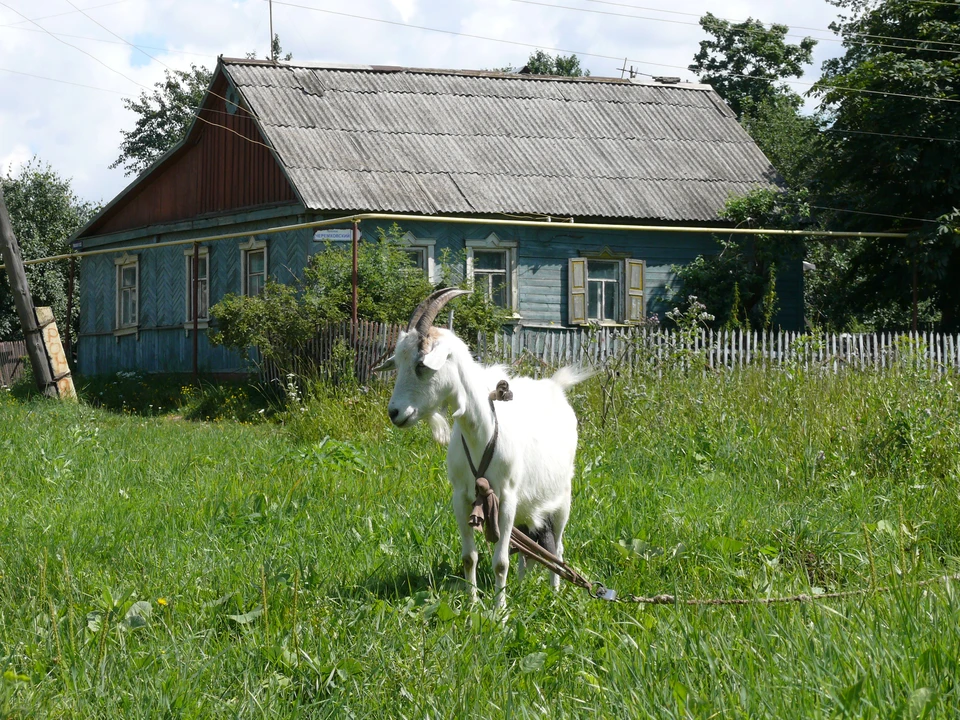В первую очередь на даче стоит опасаться ос и пчел.