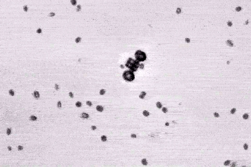 «Экипаж», запряженный парой хламидомонад, под микроскопом.