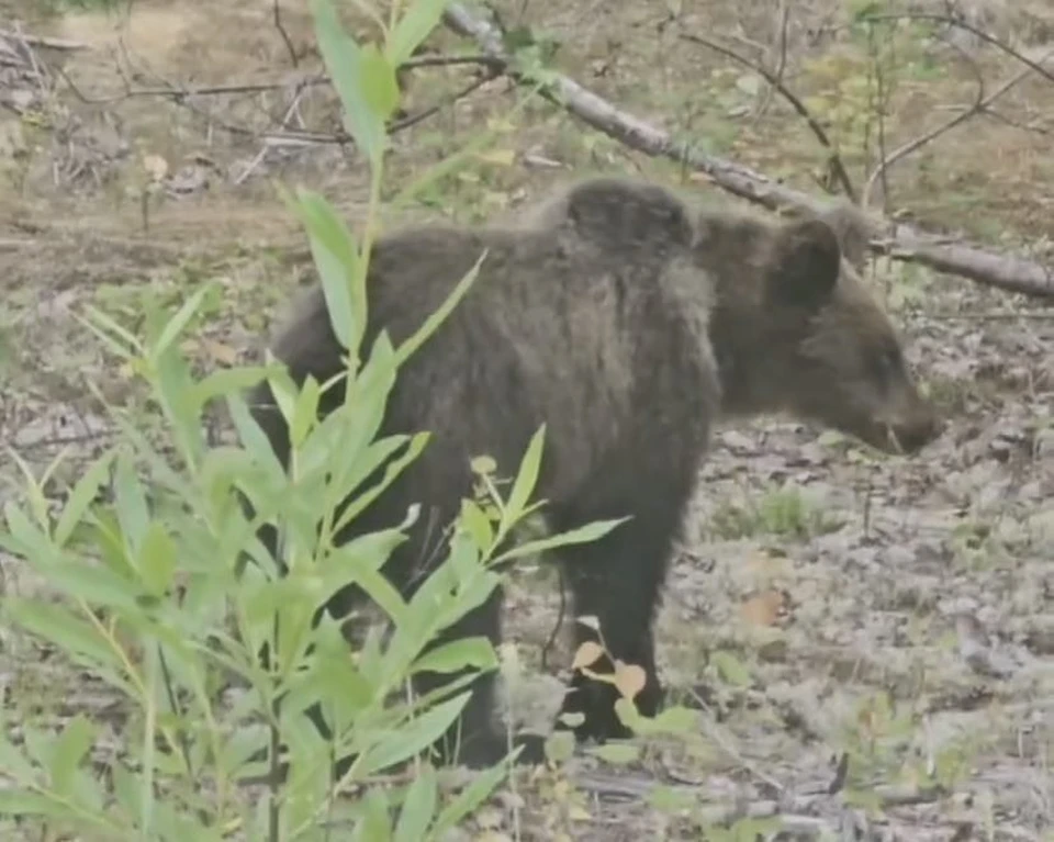 Фото: Сергей Маненков, ВК.