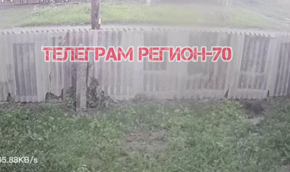 фото: телеграмм-канал «Регион -70 Томск»