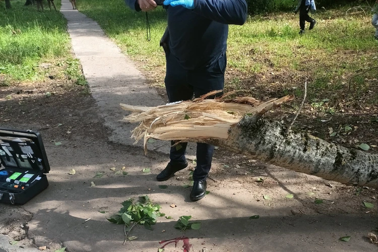 Девочка погибла на месте: в Кирово-Чепецке на пятилетнего ребенка упала ветка тополя