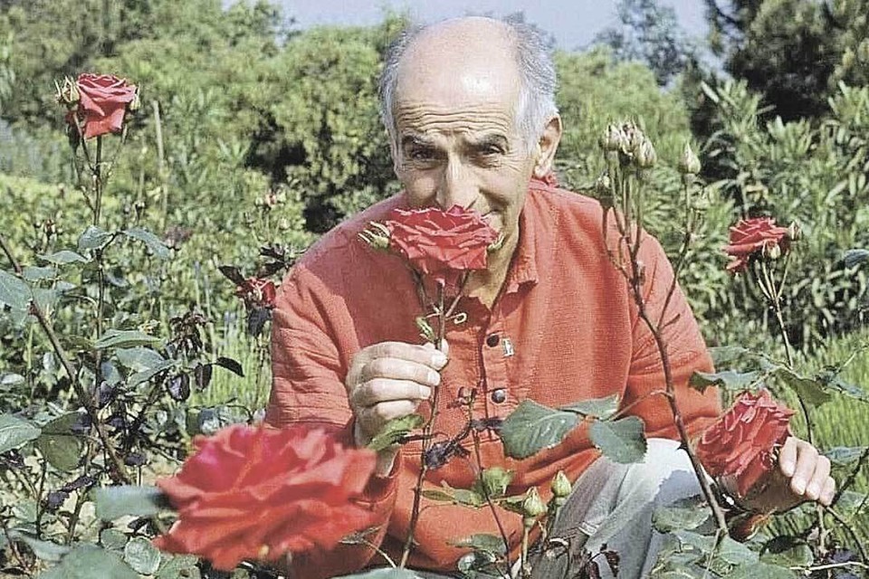 Луи де Фюнес выпал из самолета на кусты роз. И полюбил эти цветы навсегда