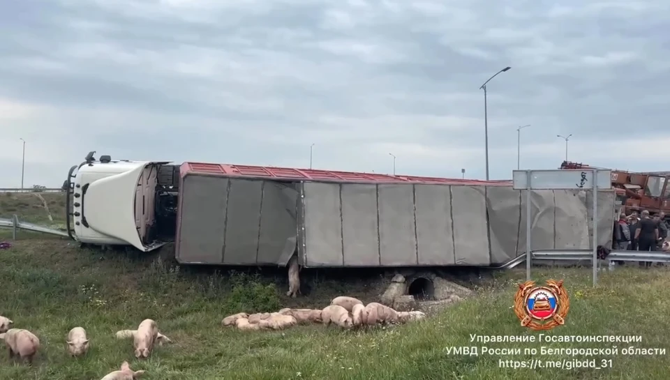 В Белгородской области опрокинулся большегруз со свиньями.