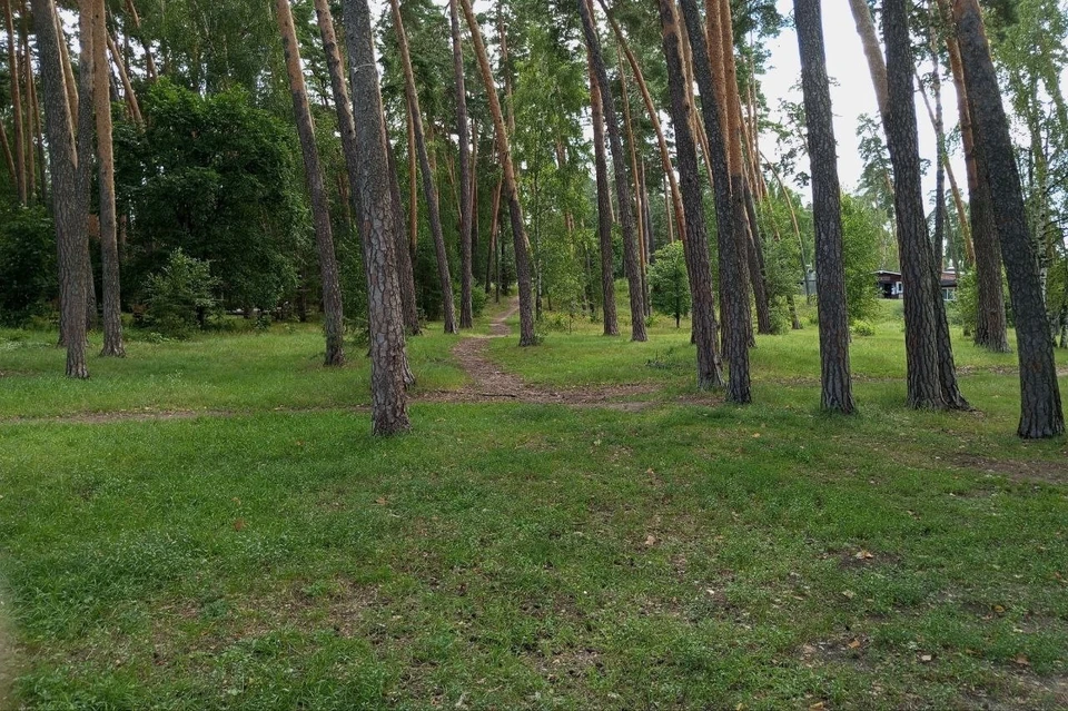 Грачиная роща: здесь будет парк.