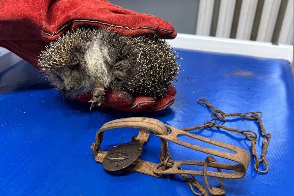 Ветеринары из Нижегородской области освободили из капкана ежика. Фото: группа «Госветуправление городского округа Кулебаки» в социальных сетях.