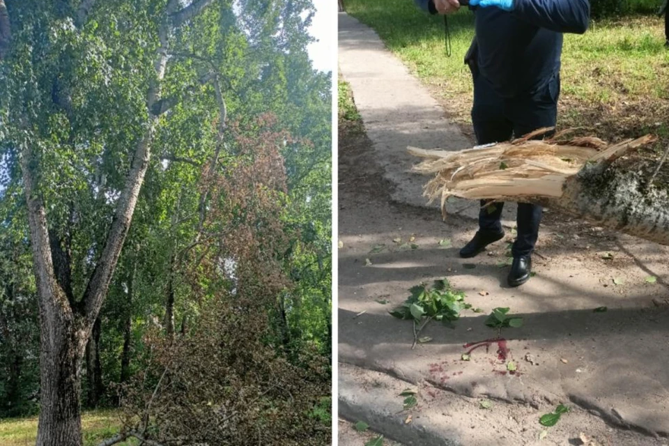 На злополучное дерево люди жаловались задолго до трагедии. Фото: прокуратура Кировской области