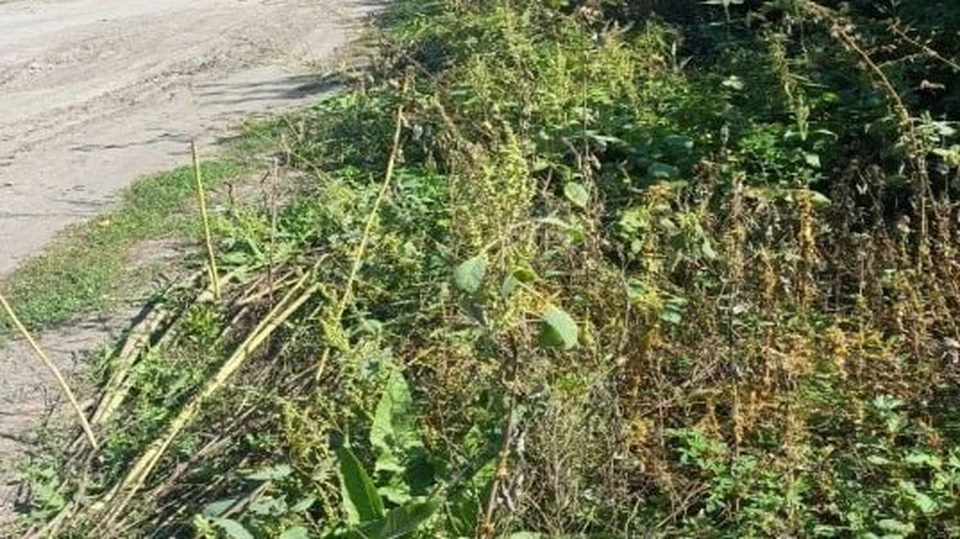 В Сенгилее Ульяновской области выявлены очаги повилики полевой. ФОТО: тг-канал Россельхознадзора Чувашской Республики и УО