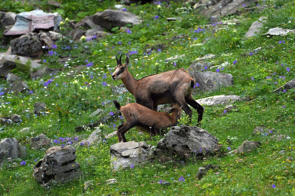 Семья серн. Фото: npsochi.ru