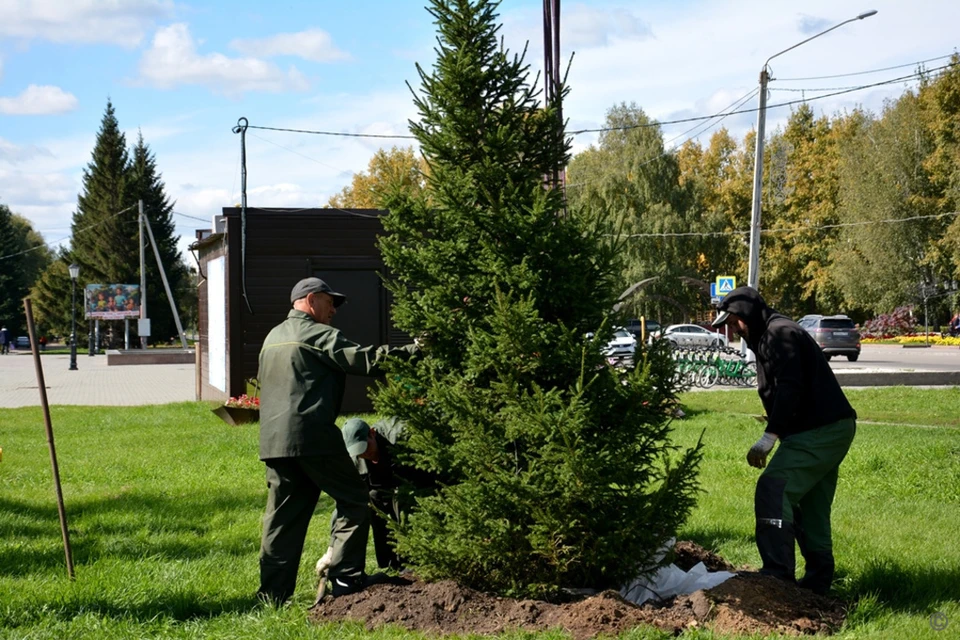 Всего этой осенью улицы города украсят больше 2 тысяч новых деревьев