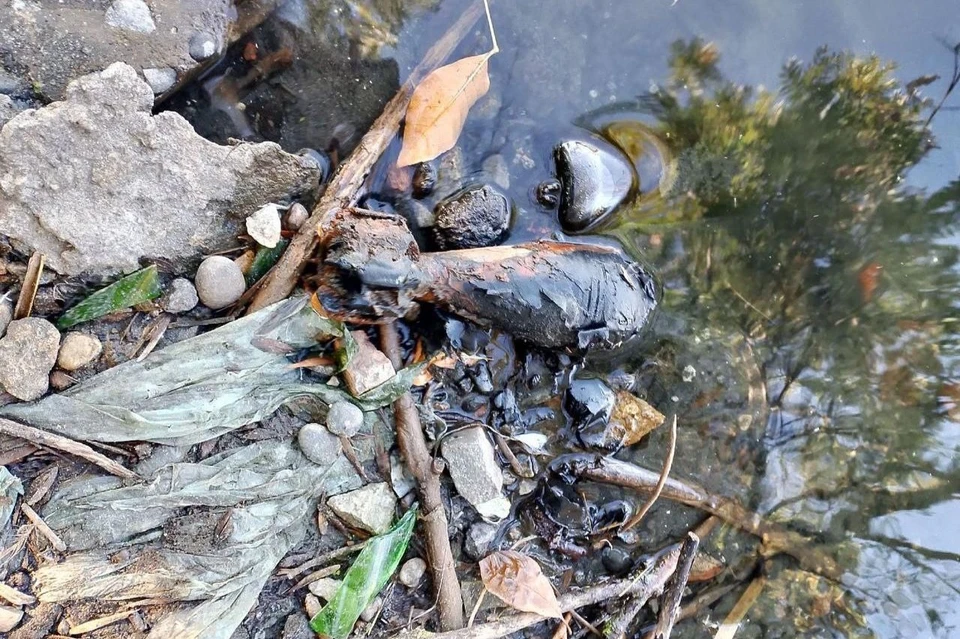 Боеприпас вывезли на полигон Фото: t.me/ohrana_neva