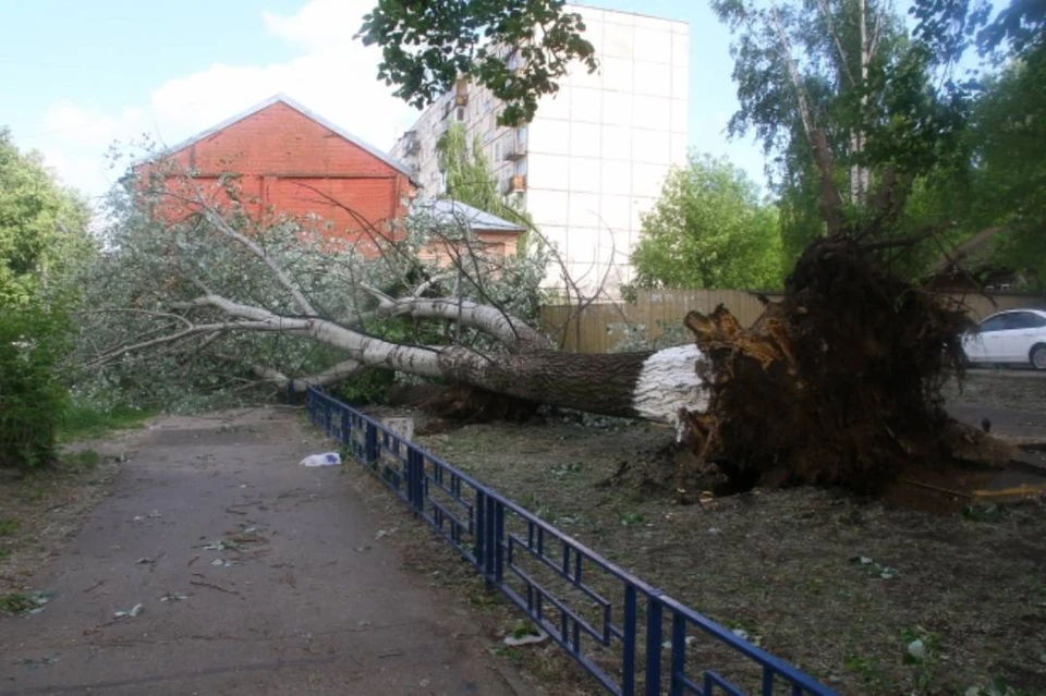 Старый тополь упал из-за сильного ветра.