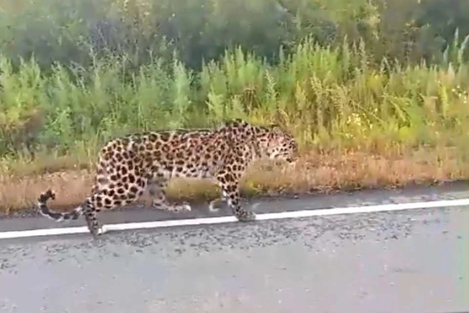 Леопард повстречался автомобилистам.