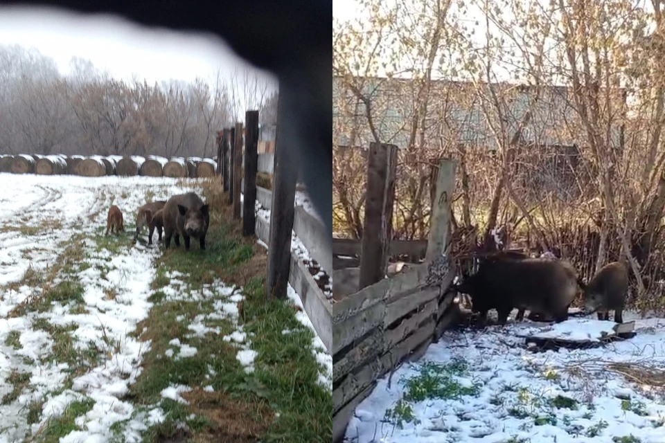 Кабаны пришли в поселок из заказника