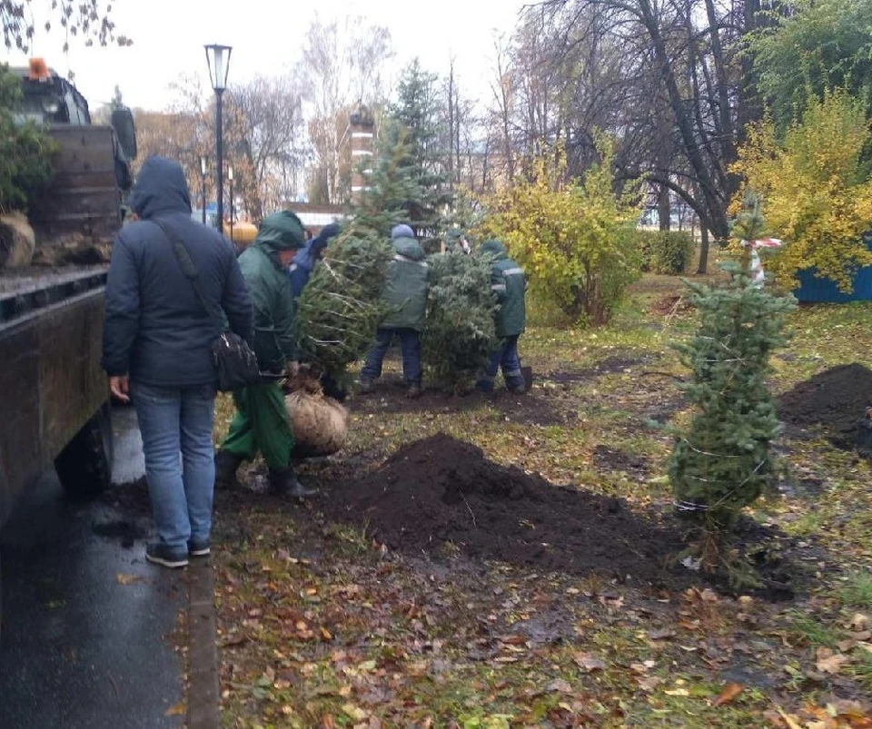 В ульяновских скверах 2 ноября высадили новые ели и липы. Фото телеграм-канал Городского центра по благоустройству и озеленению