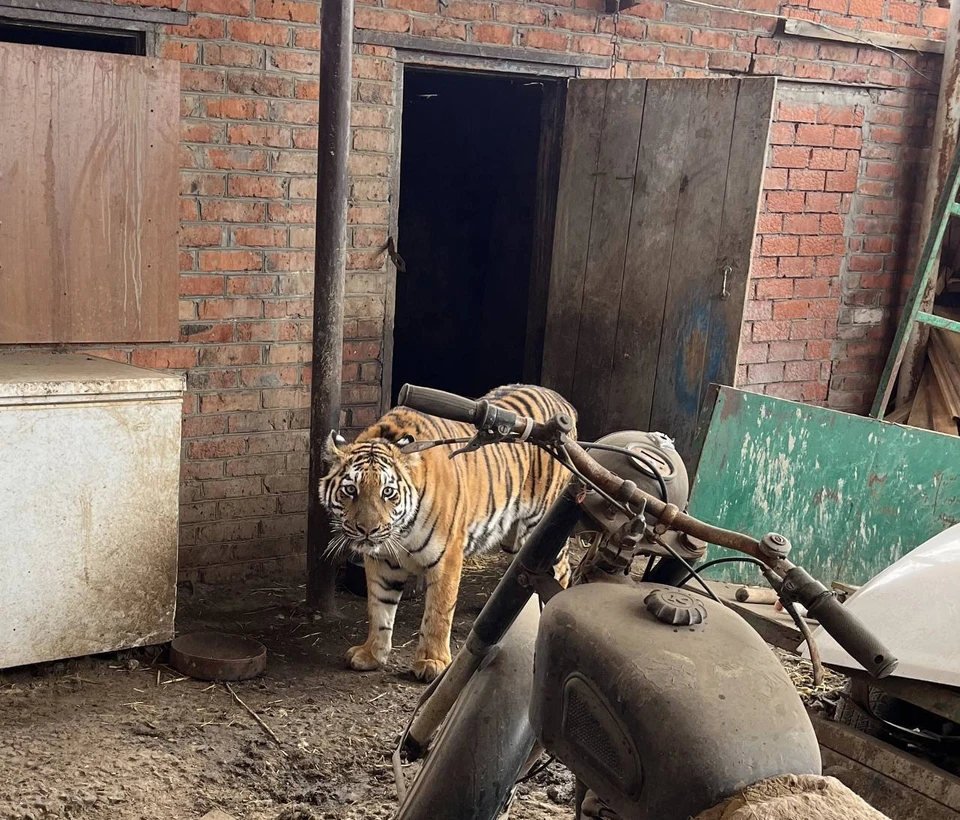 Лаура с детства жила в сарае. Фото: пресс-службы прокуратуры Краснодарского края.