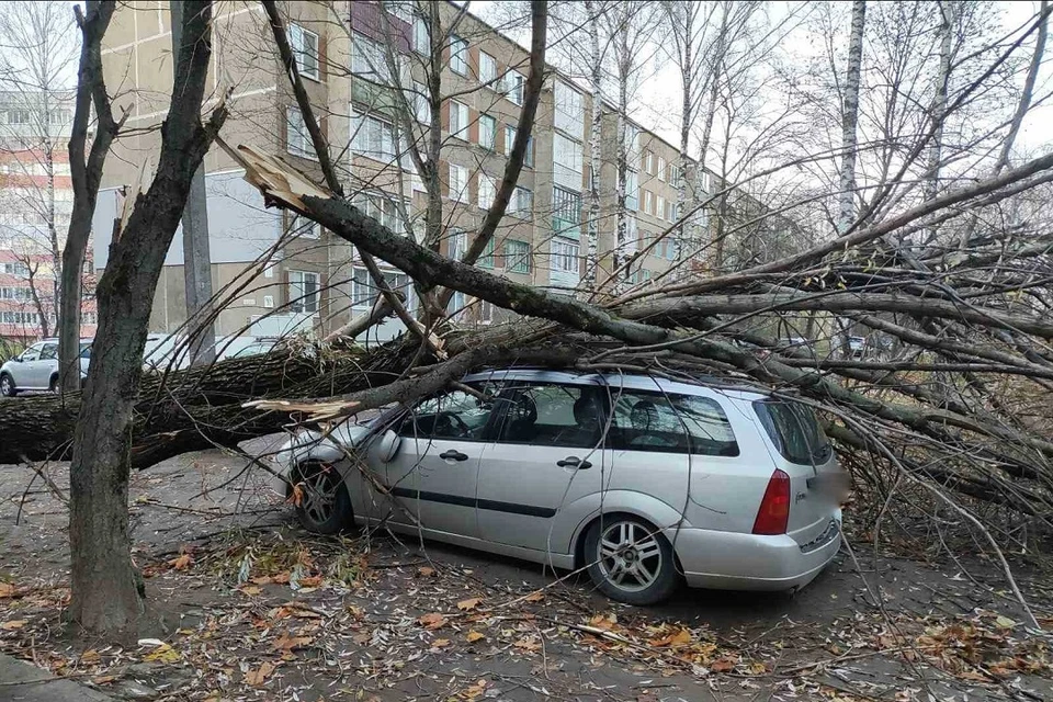 В Могилеве дерево упало на автомобиль. Фото: МЧС.