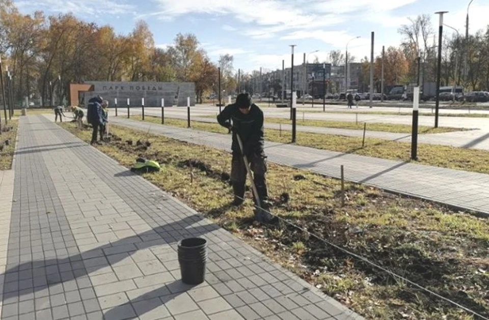 Ульяновские озеленители рассказали, почему предпочитают высаживать липы. ФОТО: тг-канал Центра по благоустройству и озеленению Ульяновска