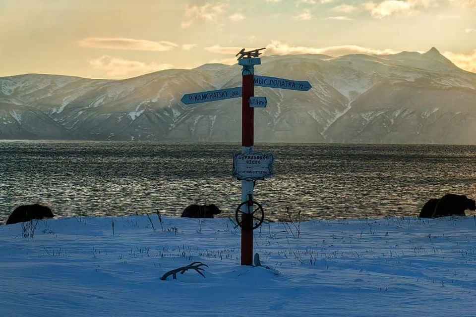 У озера бродят взрослые самцы и медведицы с подростками. Фото: Евгений Денгес/Кроноцкий заповедник