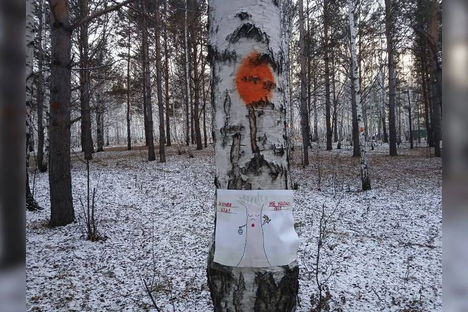 Стороны обсудят ситуацию с лесом в Академгородке. Фото: Петр Михоношин.