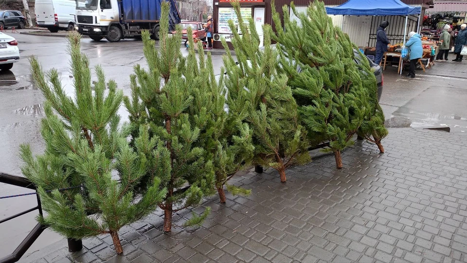 В Мелитополе начали продавать елки