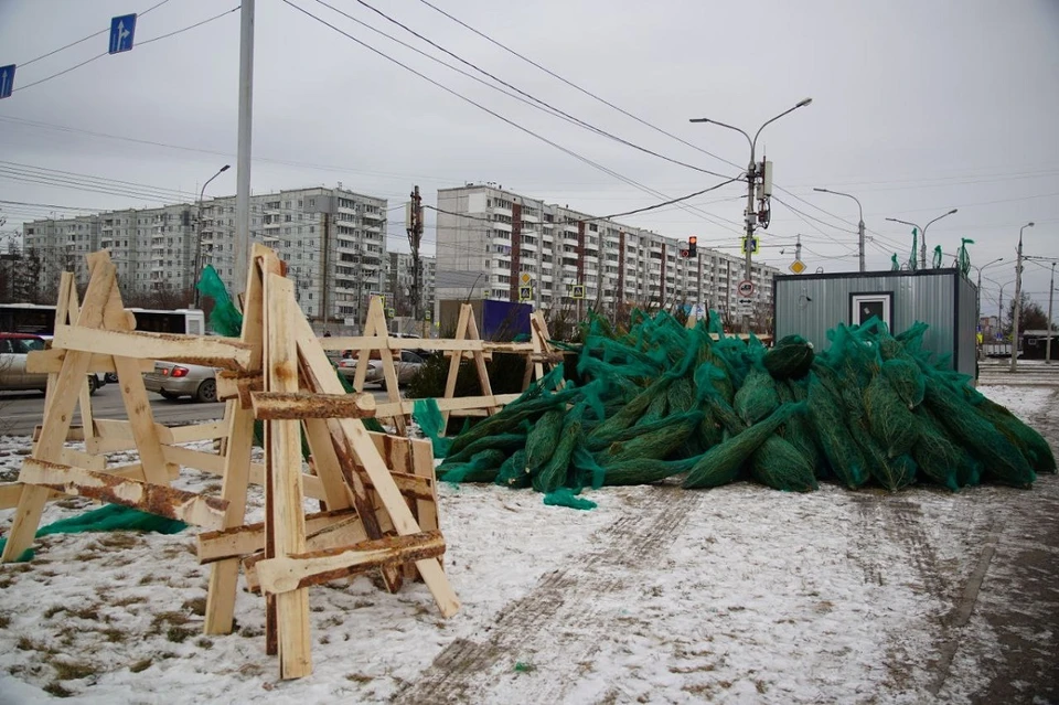 Рассказываем, где в декабре 2024 года в Красноярске можно будет купить живую ёлку