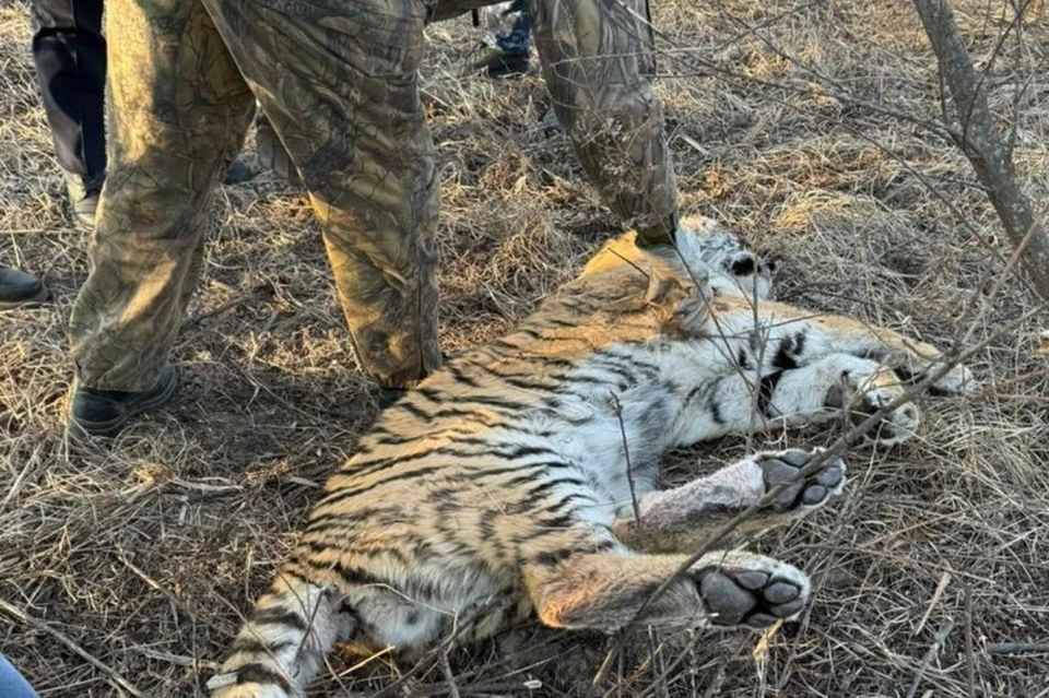 Тело хищника отправили на экспертизу.