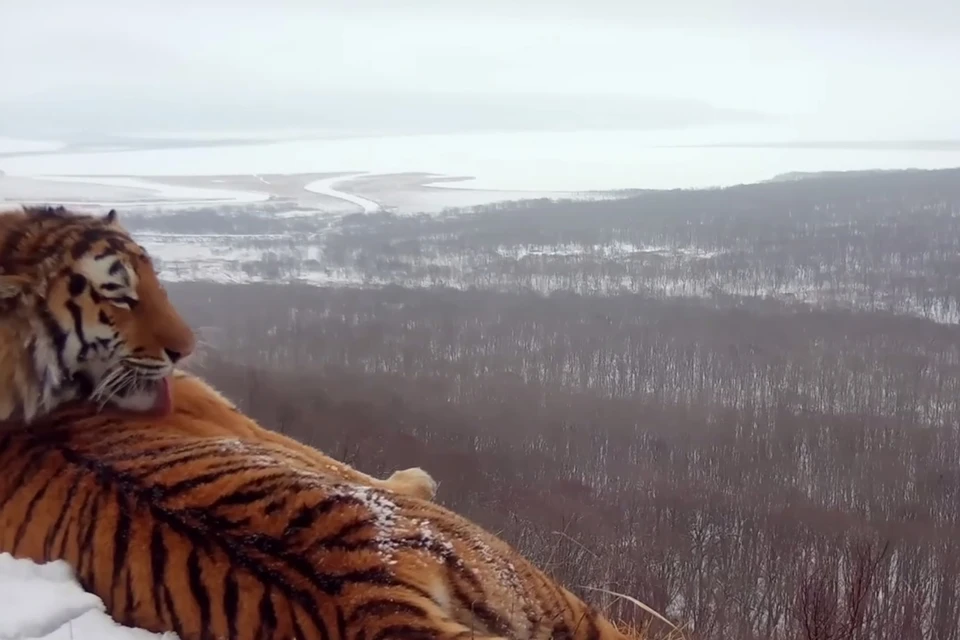 Амурский тигр в районе полуострова Песчаный. Фото: amurleo_land.