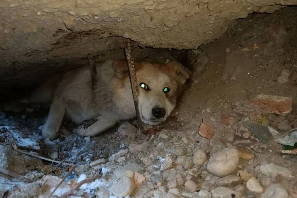 Собака угодила в ловушку из-за кошки в Ангарске.