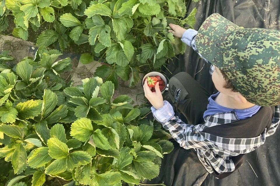 Чтобы собирать с грядок вкусную клубнику, сначала надо хорошо позаботиться о рассаде