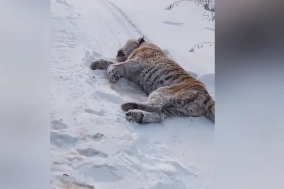 Люди нашли тело амурского тигра. Фото: скриншот видео urist_pomosh