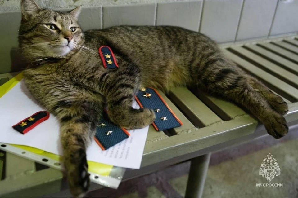 Кота-прапорщика из Москвы номинировали на «Лохматый Оскар»: чем прославился пушистый спасатель Фото: пресс-служба МЧС России