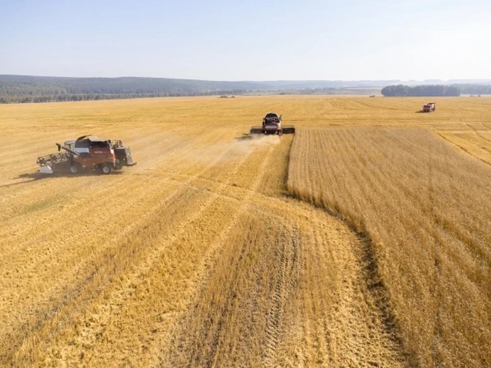 Плановый показатель по экспорту продукции АПК в Ульяновской области превышен на 129%. Фото архив КП