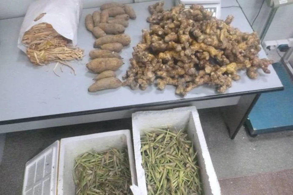 Экзотические растения и продукты хотел ввести в Иркутск из Вьетнама. Фото: Сибирское таможенное управление.